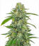 Сорт The White Fire OG fem (Seedkeepers)