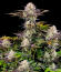 Сорт Frostbanger Auto F4 fem (FastBuds)