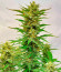 Сорт Frostbanger Auto fem (FastBuds)
