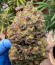 Сорт Guava Auto RF3 fem (FastBuds)