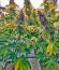 Сорт The White Fire OG fem (Seedkeepers)