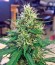 Сорт Bubblelicious reg (Nirvana Seeds)