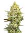 Сорт Cherry Cola Auto RF3 fem (FastBuds)