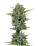 Сорт Vanilla Latte Auto fem от Humboldt Seed Company