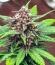 Сорт Banana Purple Punch Auto RF3 fem (FastBuds)