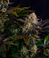 Сорт Frostbanger Auto F4 fem (FastBuds)