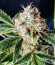 Сорт TnT Trichome fem (Dutch Passion)