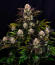 Сорт Frostbanger Auto F4 fem (FastBuds)