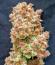 Сорт Guava Auto RF3 fem (FastBuds)