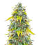 Сорт Ghost Train Haze fem (Seedkeepers)