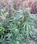 Сорт Sweet Amnesia Haze XL Auto fem (Sweet Seeds)