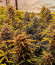 Сорт Z-Up Auto fem (FastBuds)