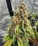 Сорт Banana Purple Punch Auto RF3 fem (FastBuds)