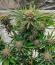 Сорт Cherry Cola Auto RF3 fem (FastBuds)