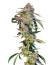 Сорт Super Boof fem от Barney's Farm