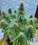 Семена сорта Also Know 47 Autoflower fem (Seedkeepers)