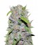 Сорт CBD Cherry Kush fem (Sumo Seeds)
