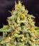 Сорт Guava Auto RF3 fem (FastBuds)