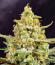 Сорт Cherry Cola Auto RF3 fem (FastBuds)
