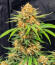 Сорт Cherry Cola Auto RF3 fem (FastBuds)