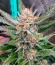 Сорт Guava Auto RF3 fem (FastBuds)