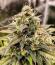 Сорт Strawberry Gorilla Auto RF3 fem (FastBuds)