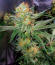 Сорт The White Fire OG fem (Seedkeepers)