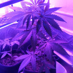 IMG-20250306-WA0005.jpeg.jpeg