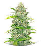 Семена сорта Blue Dream Autoflower fem (Seedkeepers)