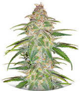 Сорт Mandarin Thuggee fem (AlphaFem Seeds)