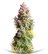 Сорт Strawberry Gorilla Auto fem (FastBuds)