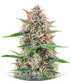 Bruce Banner Autoflower fem (Seedkeepers)