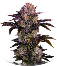 Frostbanger Auto F4 fem (FastBuds)
