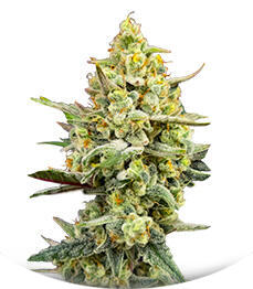 Cherry Cola Auto RF3 fem (FastBuds)