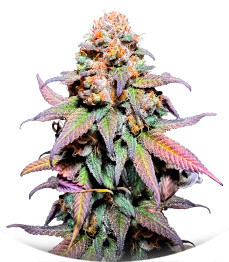 Rainbow Melon fem (FastBuds)