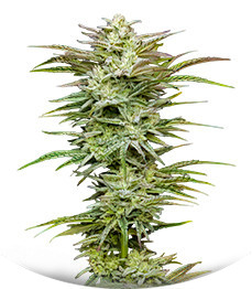Сорт Jelly Donutz Auto fem от Humboldt Seed Company