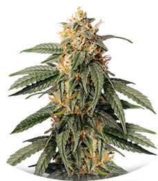 Ghost Chem OG Autoflower fem (Seedkeepers)