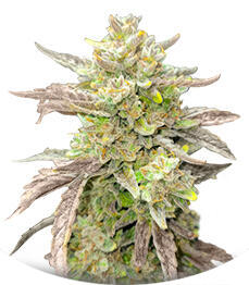 Guava Auto RF3 fem (FastBuds)
