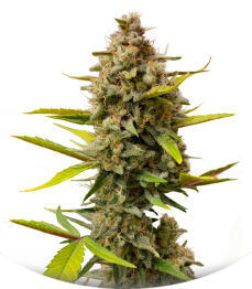 Strawberry Gorilla Auto RF3 fem (FastBuds)