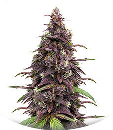 Keepers OG Autoflower fem (Seedkeepers)