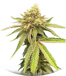 Watermelon Zkittlez Fast Version fem (Easy Grow Seeds)