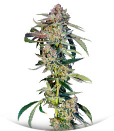 Super Boof fem (Barney's Farm)
