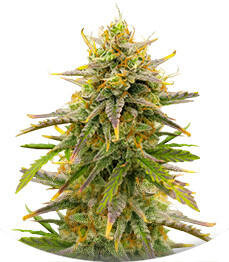 Sour Diesel Autoflower fem (Seedkeepers)