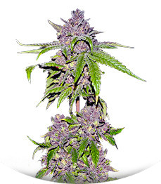 Papaya Sherbet fem (FastBuds)