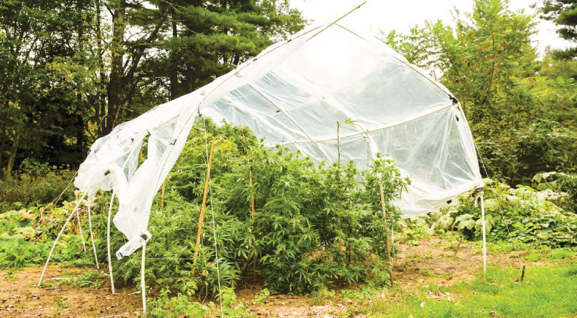 Выращивание конопли в холоде