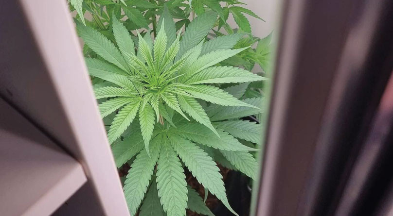 Микроклимат в гроубоксе Куст конопли в гроубоксе