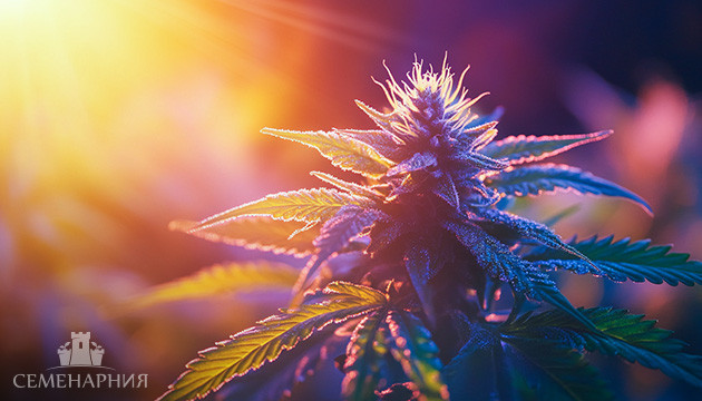 Все об освещении конопли Освещение конопли