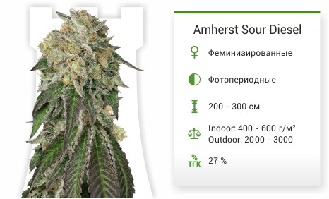 Сорт марихуаны Amherst Sour Diesel Amherst Sour Diesel от Humboldt Seeds