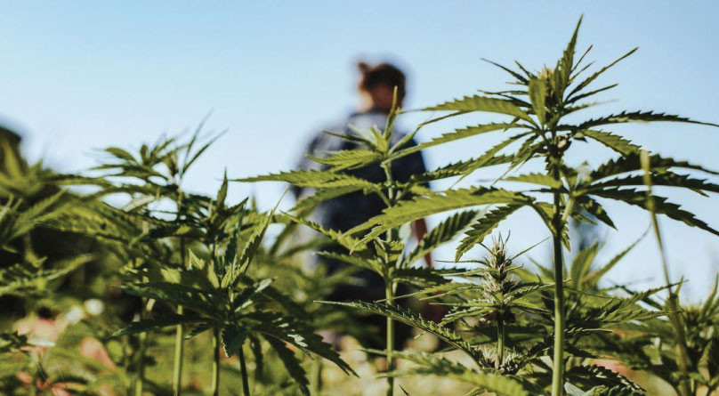 Цветение конопли в аутдоре Цветение в открытом грунте