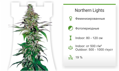 Сорт марихуаны Northern Lights Northern Lights от Pyramid Seeds